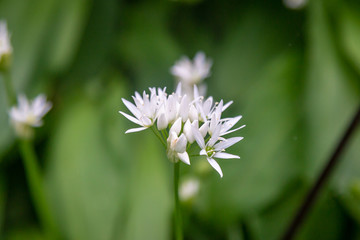 Wild garlic flowers in Sussex woodland, on a spring day