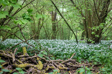 Wild garlic flowers in Sussex woodland, on a spring day