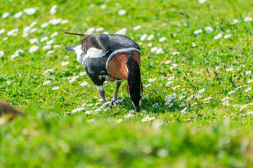 Red-breasted goose (Branta ruficollis)