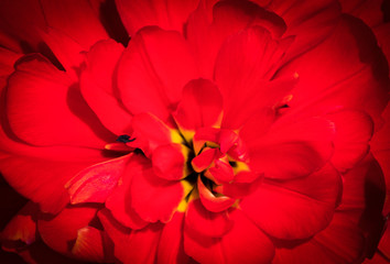 Nature Abstract: Close Look at the Rich Red Tulip Petals of Spring
