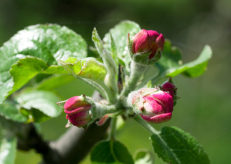 Flowering Apple Tree