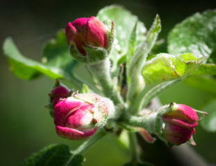 Flowering Apple Tree