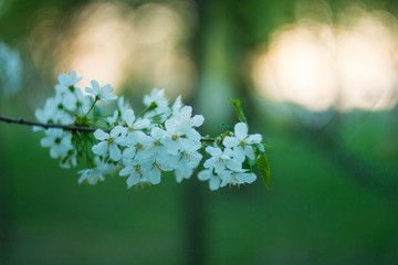 blooming cherry tree on spring background