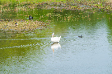 White (mute) swan (Cygnus olor) on a lake