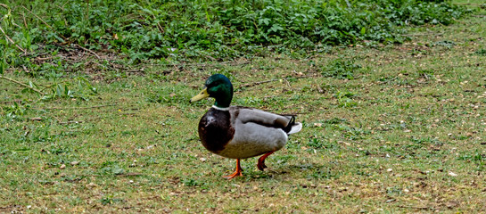 OLYMPUS DIGITAL CAMERA - THE LAKE