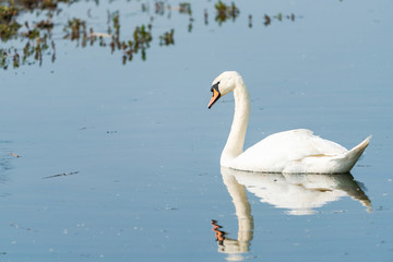 Fototapeta na wymiar White (mute) swan (Cygnus olor) on a lake