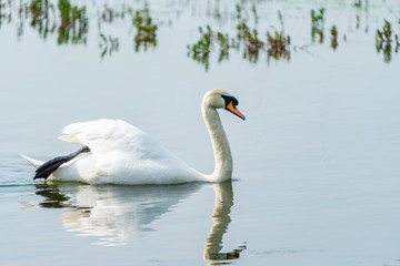 Fototapeta premium White (mute) swan (Cygnus olor) on a pond