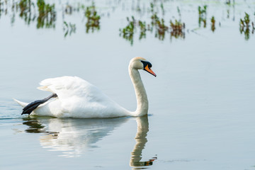White (mute) swan (Cygnus olor) on a pond