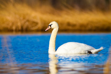 Swimming swan. Blue yellow nature background. Mute Swan. Cygnus olor.