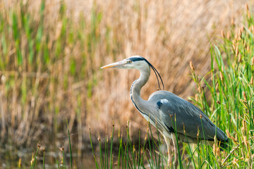 Grey heron (Ardea cinerea) - closeup with selective focus