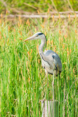 Grey heron (Ardea cinerea) - closeup with selective focus