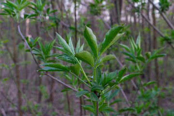 flowering flowering trees in spring white flowers