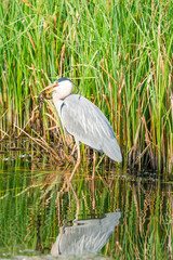 Grey heron (Ardea cinerea) standing in the water having caught a frog - closeup with selective focus