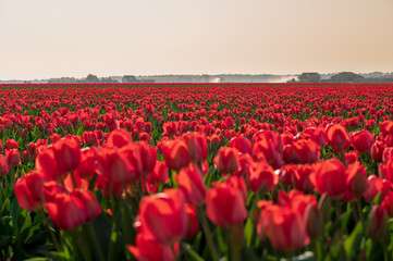 field of red tulips