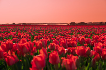 Fototapeta premium field of red tulips