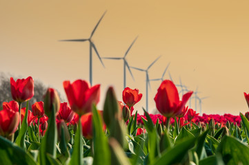 windmills and tulips