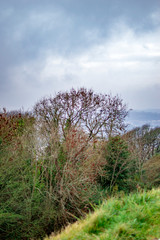 Obraz premium The lush green trees and grass in the lawns of dover castle