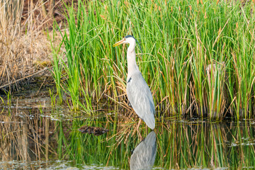Grey heron (Ardea cinerea) standing in the water - closeup with selective focus
