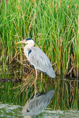 Grey heron (Ardea cinerea) with reflection in the water - closeup with selective focus