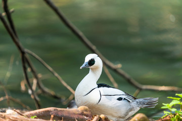 Smew male duck (Mergellus albellus) standing by the lake