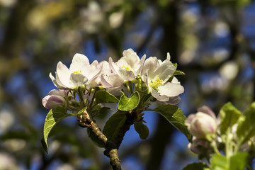 Blossoms of an apple tree (Malus domestica) in spring, Bavaria, Germany