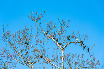 A flock of pigeons (Columbidae) sitting on a tree