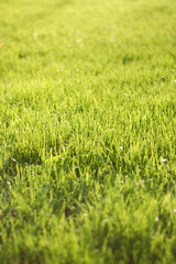 lawn