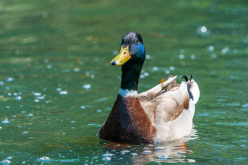 Fototapeta premium Mallard male duck (Anas platyrhynchos) swimming on the lake