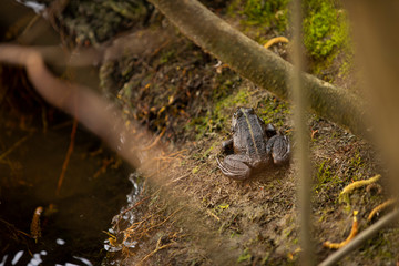 Grey frog on a ground