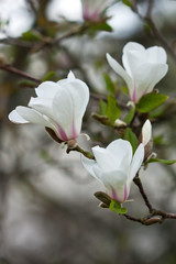 Fototapeta na wymiar White magnolia on tree branch