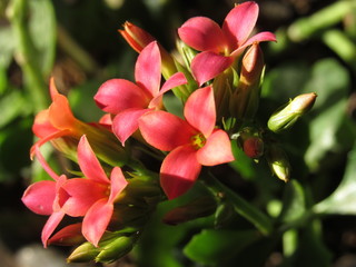 Fototapeta premium Close up of petals on a potted pink kalanchoe plant in the sunlight 