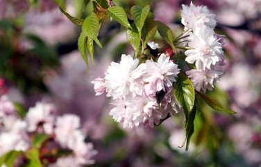 Spring blooming of sakura.