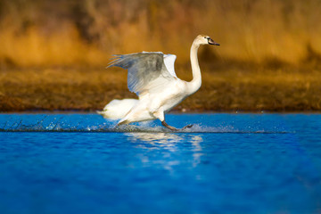 Swimming swan. Blue yellow nature background. Mute Swan. Cygnus olor.