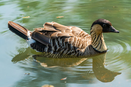 Hawaiian goose - also known as Nene (Branta sandvicensis) - swimmimg on the lake - closeup with selective focus