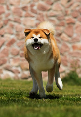 Naklejka na ściany i meble Japanese Akita Inu dog for a walk
