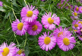 Fototapeta premium Beautiful purple and yellow daisy flowers with a background of green lawn grass. 