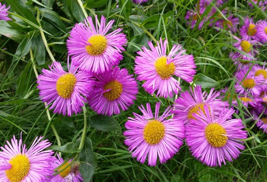 Beautiful purple and yellow daisy flowers with a background of green lawn grass. 