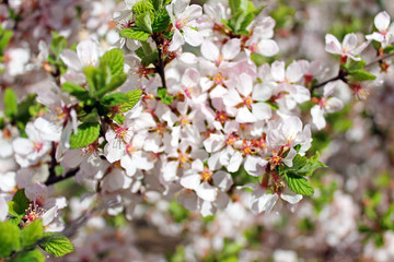 Blooming Apple tree on a clear spring day