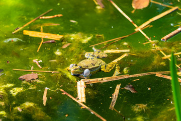 Marsh frog (Pelophylax ridibundus) sitting in a pond croaking with inflated vocal sacs - closeup with selective focus