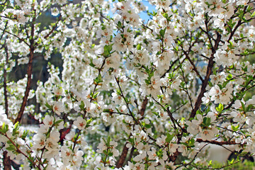 Blooming Apple tree on a clear spring day