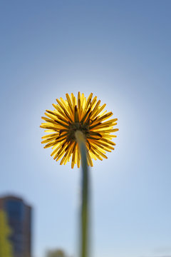 Glowing yellow dandelion covers the sun against the blue sky