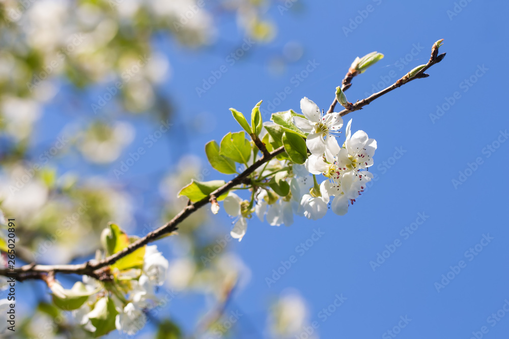 Wall mural old garden, blooming pear, sunny spring april floral background