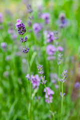 Lavender flowers bloom summer time