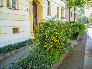 Bush with yellow flowers near the house