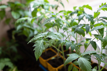 Seedlings grow in separate containers. Young bushes of tomato seedlings are on the windowsill.