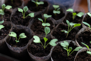 Seedlings grow in separate containers.