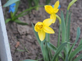 Yellow buds of daffodils bloom. Floriculture. Spring flowers.