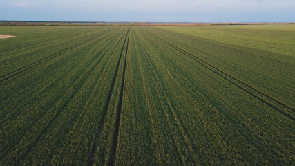 Fields of young cereals and barley viewed from the air © blanke1973