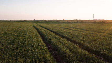Fields of young cereals and barley viewed from the air
