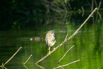 night heron puppy